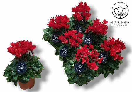 Cyclamen (garden) red