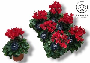 Cyclamen (garden) red