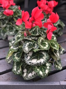 Cyclamen 'Halios' red