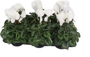 Cyclamen 'Halios' white