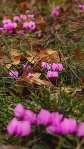 CYCLAMEN HEDERIFOLIUM