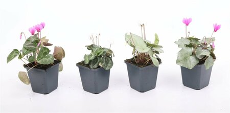 Cyclamen hederifolium mix