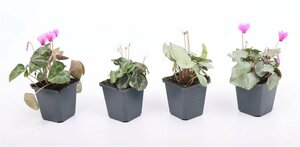Cyclamen hederifolium mix