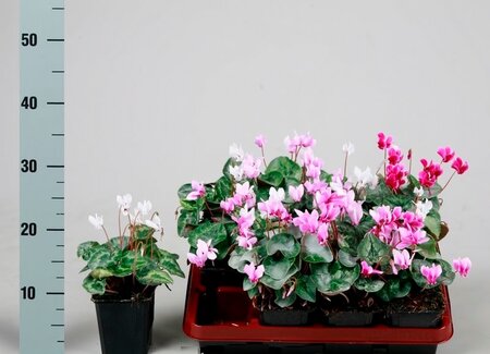 Cyclamen hederifolium mix