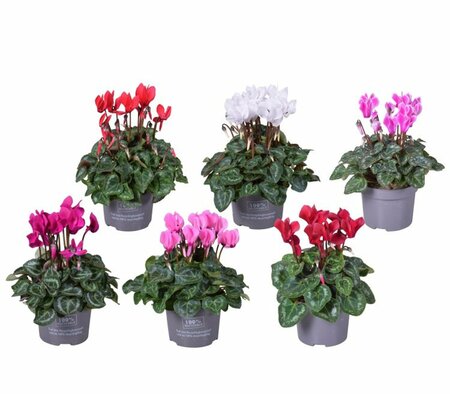 Cyclamen 'Miracle' mix