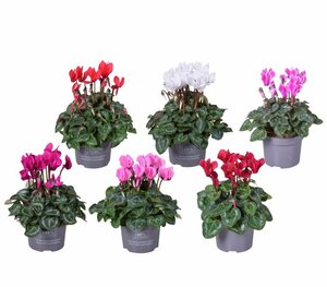 Cyclamen 'Miracle' mix