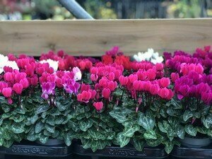 Cyclamen 'Miracle' mix