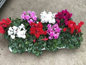 Cyclamen patio
