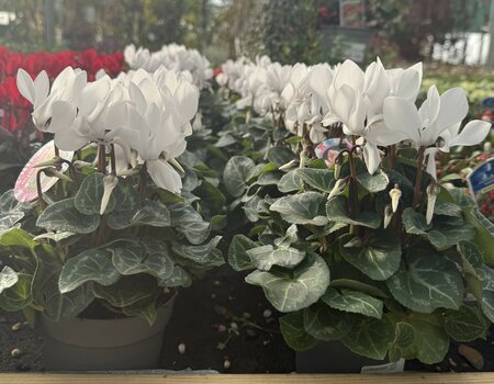 Cyclamen patio - white