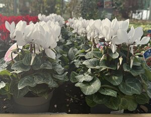 Cyclamen patio - white