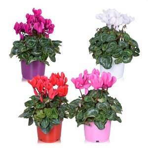Cyclamen (S Serie) 'Allure' mix