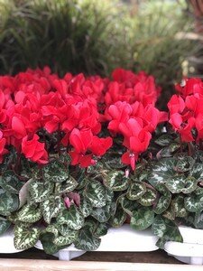 Cyclamen (S Serie) 'Alure' red