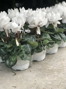 Cyclamen (S Serie) 'Alure' white