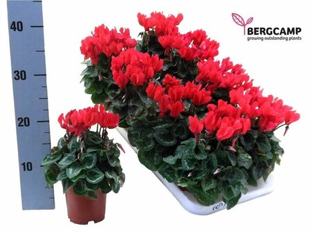Cyclamen (SS) 'Compact' red