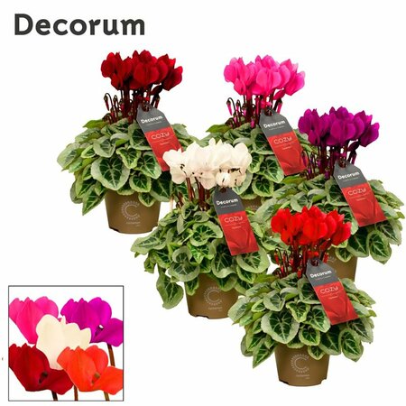 Cyclamen (SS) 'Picasso' mix