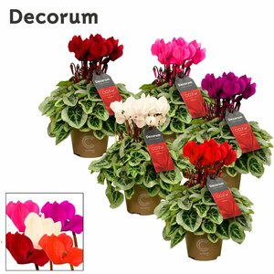 Cyclamen (SS) 'Picasso' mix