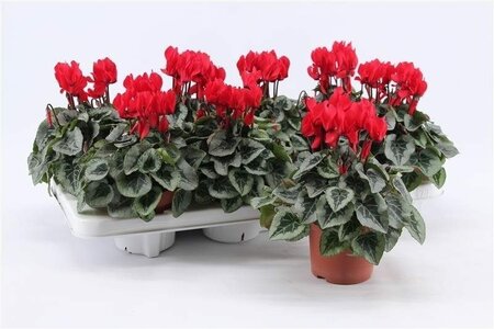 Cyclamen (SS) 'Picasso' red