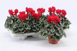 Cyclamen (SS) 'Picasso' red