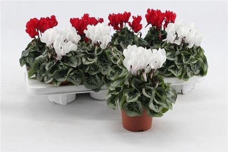 Cyclamen (SS) 'Picasso' red & white