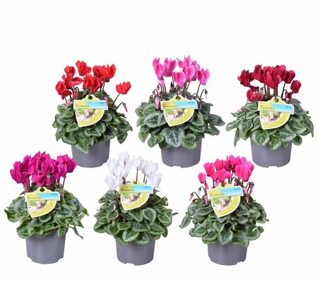 Cyclamen (SS) 'Veranda' mix