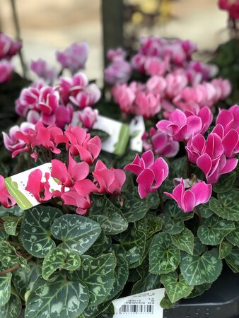 Cyclamen sup.serie garden mix