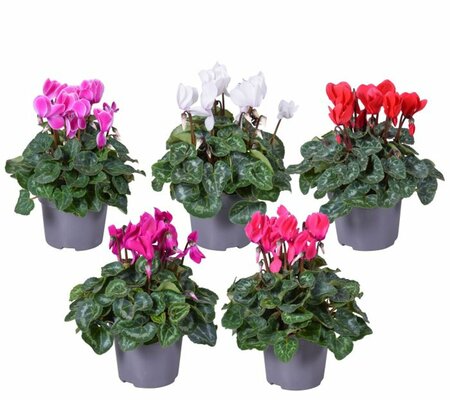 Cyclamen 'Super Serie' mix