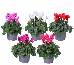 Cyclamen 'Super Serie' mix