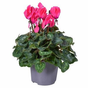 Cyclamen (Super Serie) pink