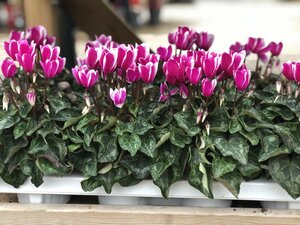 Cyclamen 'Tianis Fantasia' purple