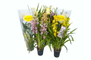 Cymbidium 'Ice Cascade'