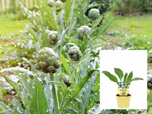Cynara scolymus BIO P12