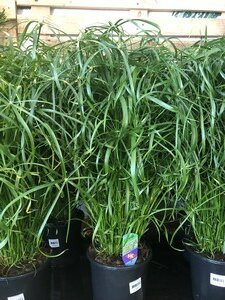 Cyperus alternifolius