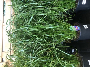 Cyperus alternifolius