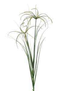 Cyperus spray  65cm