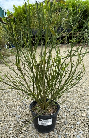 CYTISUS GOLDFINCH