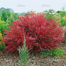 Cytisus 'Hollandia' , square