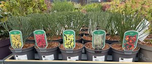 CYTISUS IN VARIETIES (NL)
