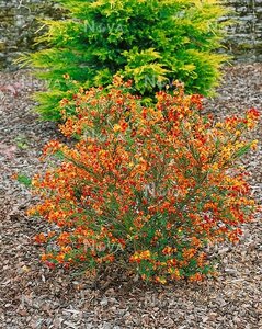 Cytisus 'Lena' , square