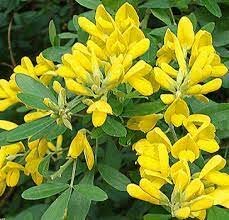 CYTISUS racemosa    5L