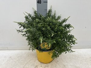 Cytisus Racemosus 40cm