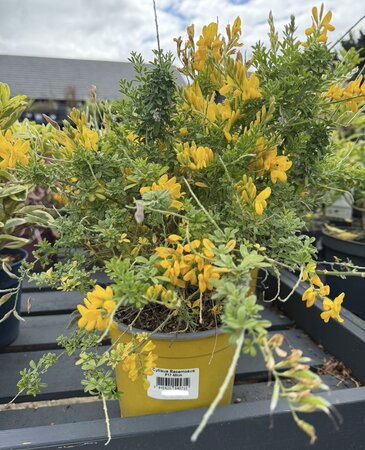 Cytisus Racemosus P17 40cm