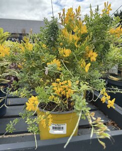 Cytisus Racemosus P17 40cm