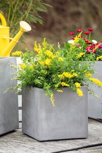 Cytisus Racemosus P17 40cm