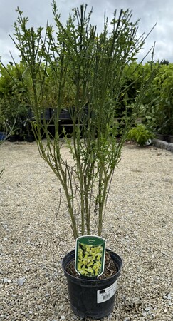 CYTISUS SCOPARIUS LUNA