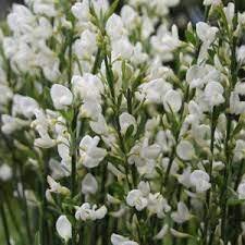Cytisus 'White Lion' , square