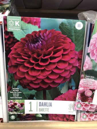 DAHLIA BABETTE