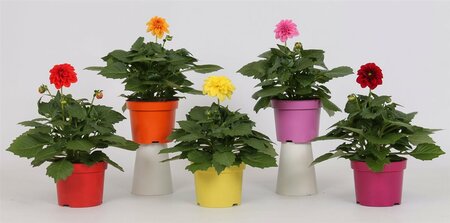 Dahlia Dahlietta mix