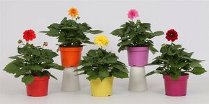 Dahlia Dahlietta mix