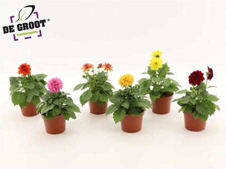 Dahlia Dahlietta mix