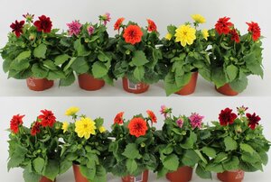 Dahlia Dahlietta mix² P12